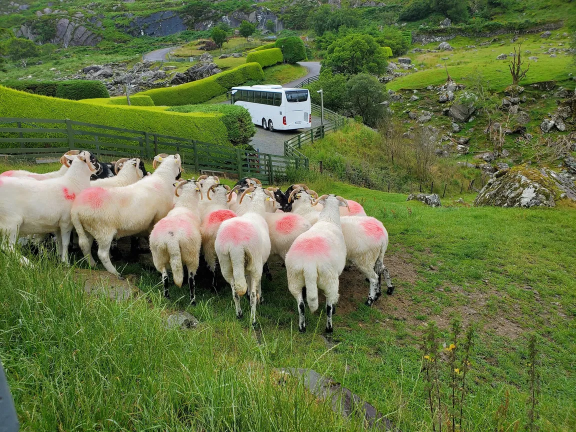 Kissane Sheep Farm