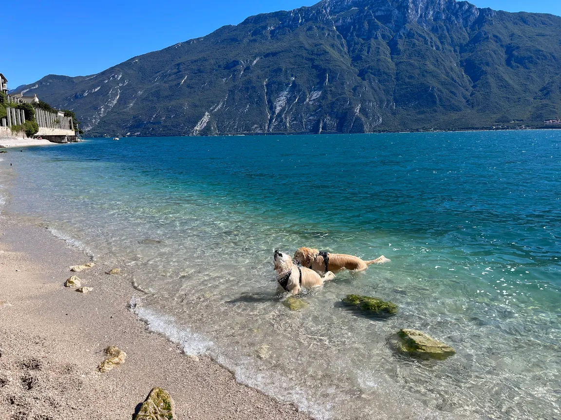Spiaggia per cani
