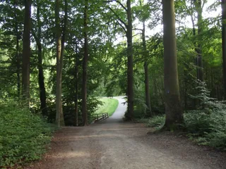 Süggelwald