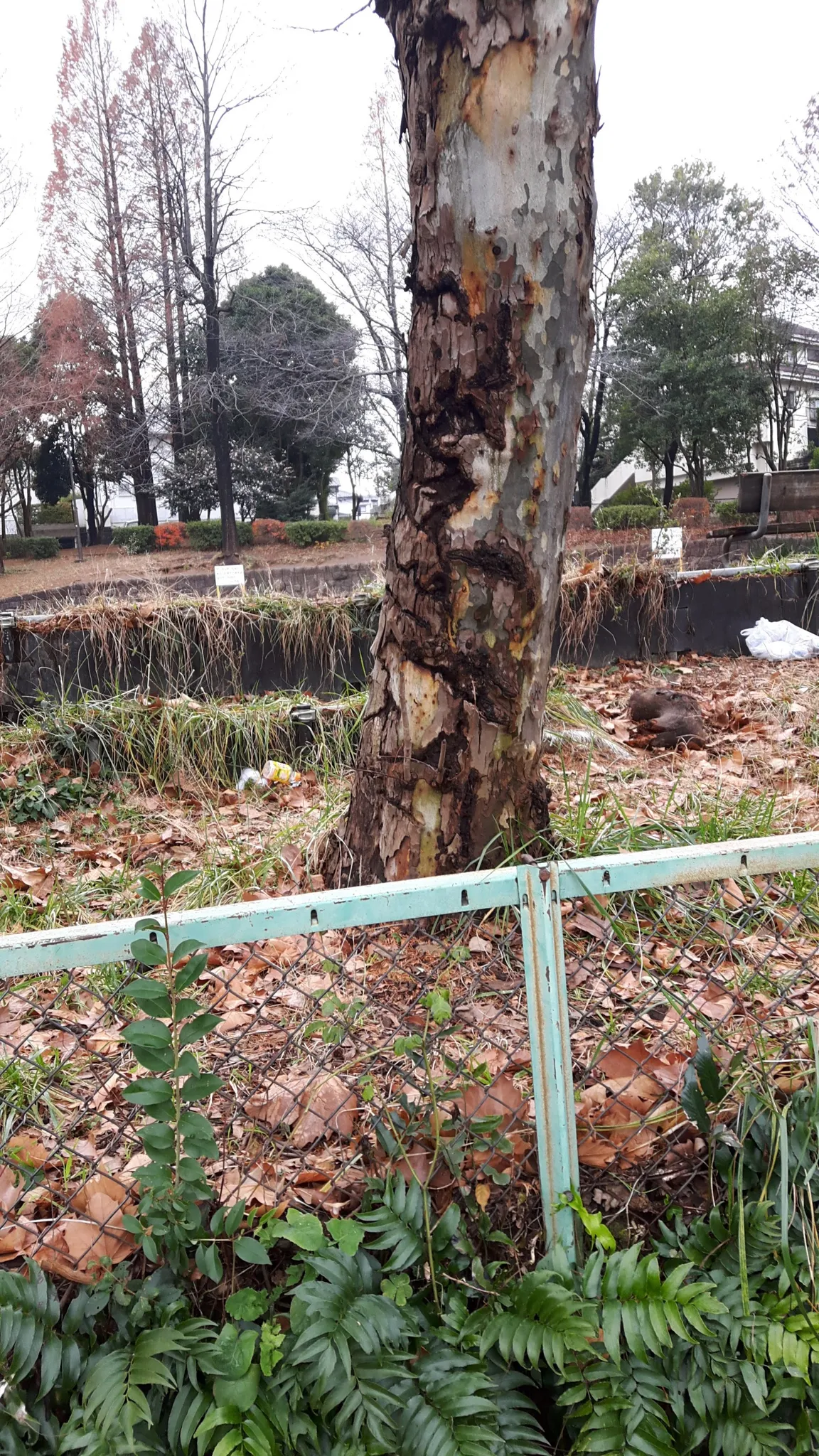 Arimakashinoki Park