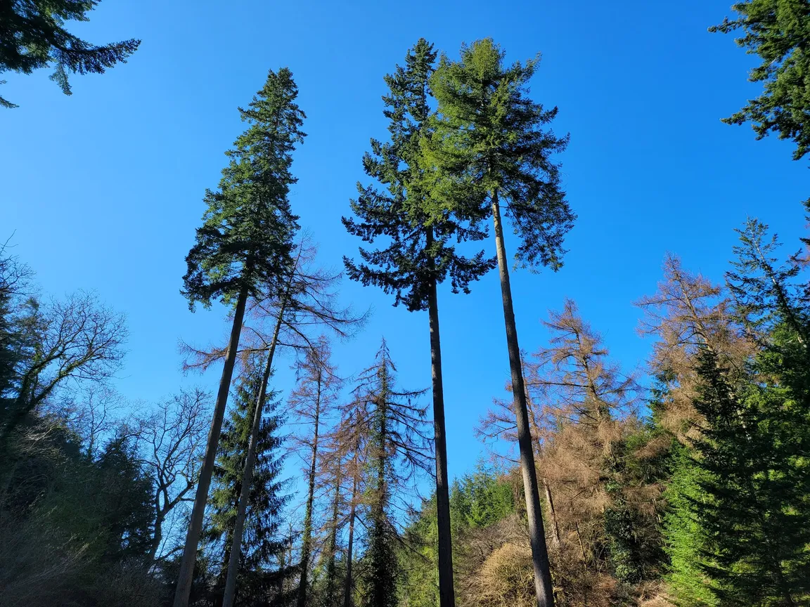 Ramscombe Great Wood