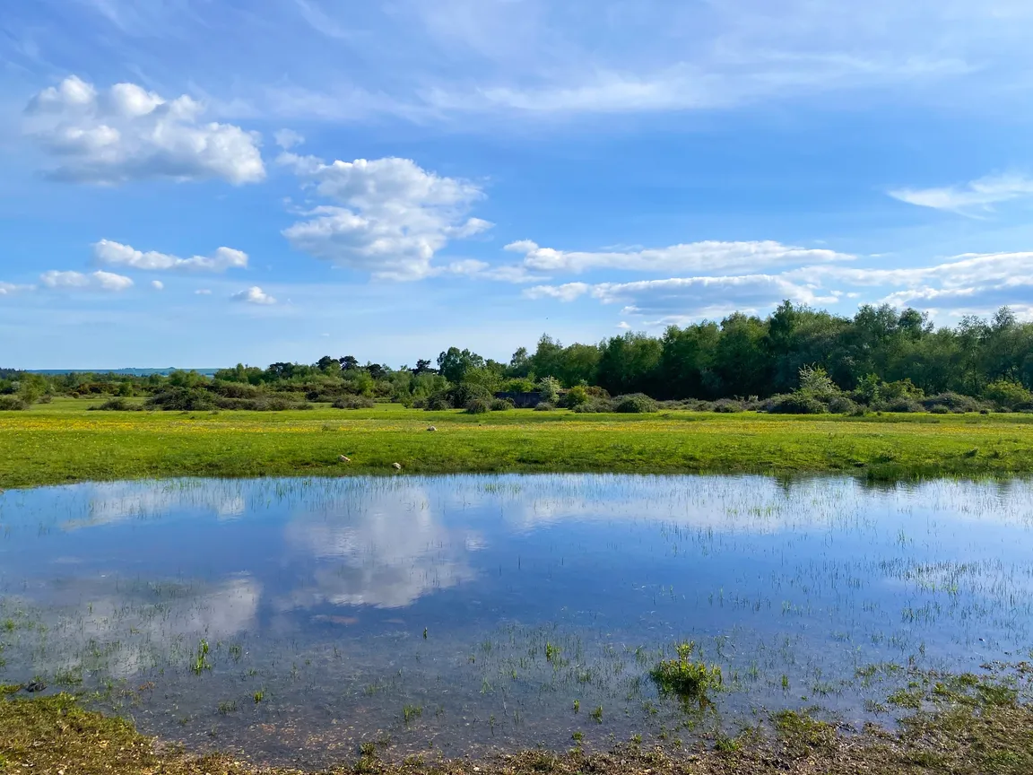 Greenham & Crookham Common Nature Reserve