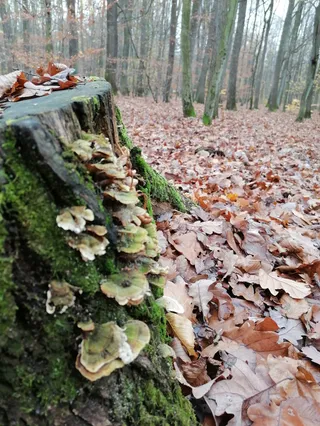Las Łagiewnicki. Szlak niebieski
