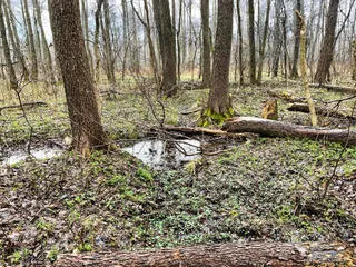 Rezerwat przyrody Łęgi Czarnej Strugi