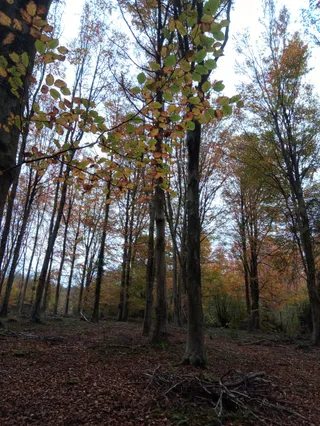 Battle Great Woods