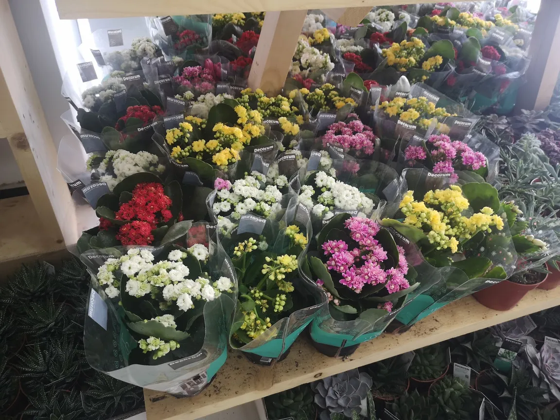 GARDENS CITY TRADING مدينة الحدائق للتجارة
