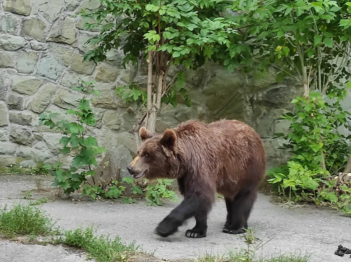 Śląski Ogród Zoologiczny