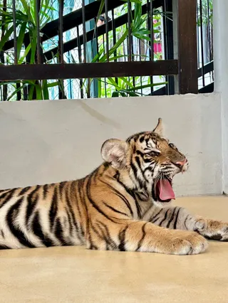 Tiger Park Pattaya