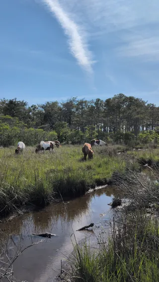Assateague Island National Seashore
