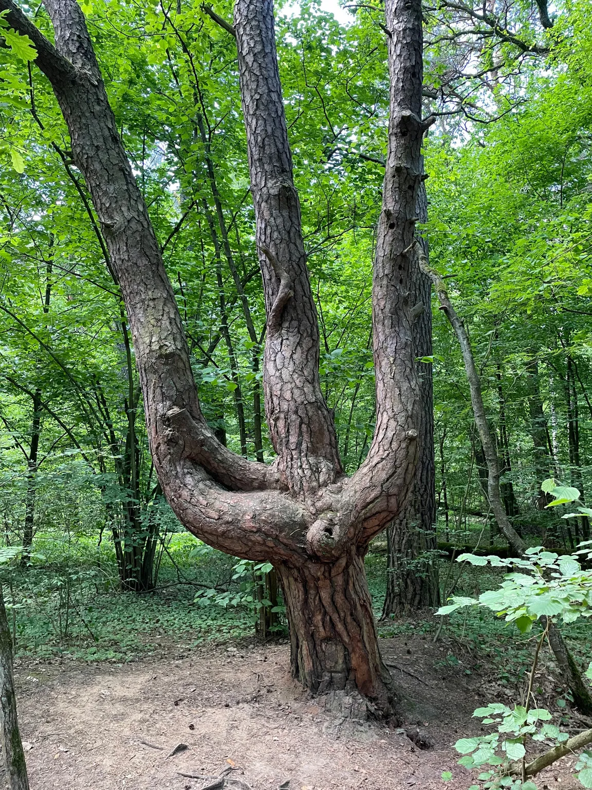 Ścieżka dydaktyczna „Do Karczmiska”