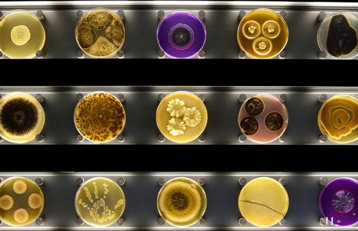 Micropia