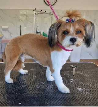 Salon Pielegnacji psów Happy Dog