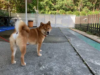Pet Field