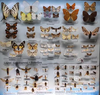 Natural History Museum Rijeka