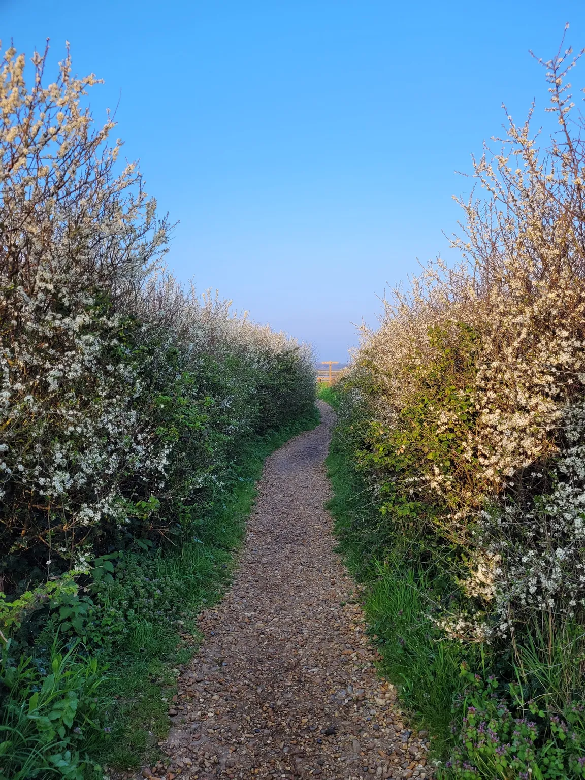 Pagham Harbour Walk