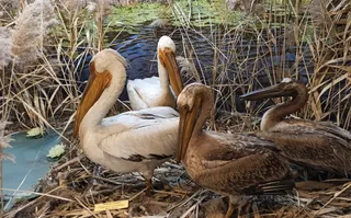 "The Danube Delta" Museum of Ecotourism
