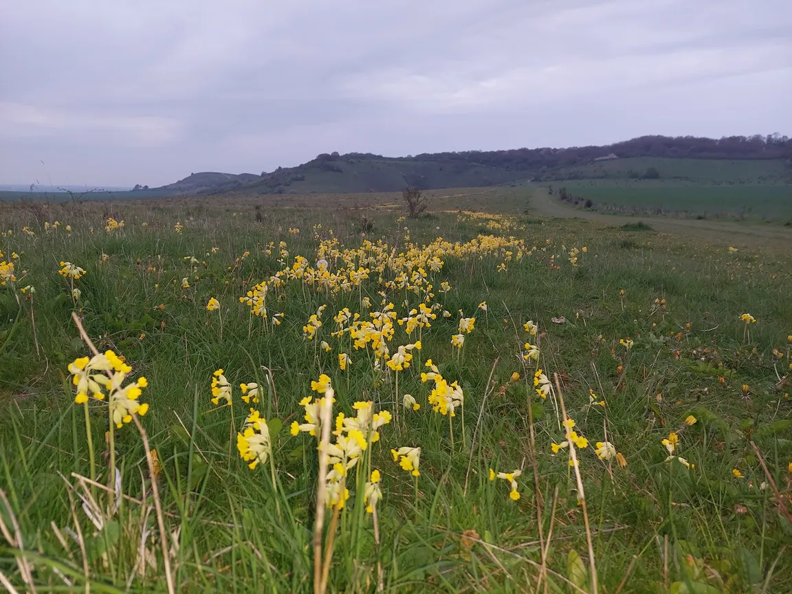 Pitstone Hill