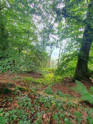 Ashford Hangers National Nature Reserve