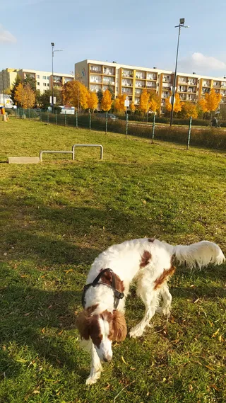 Plac zabaw dla psów