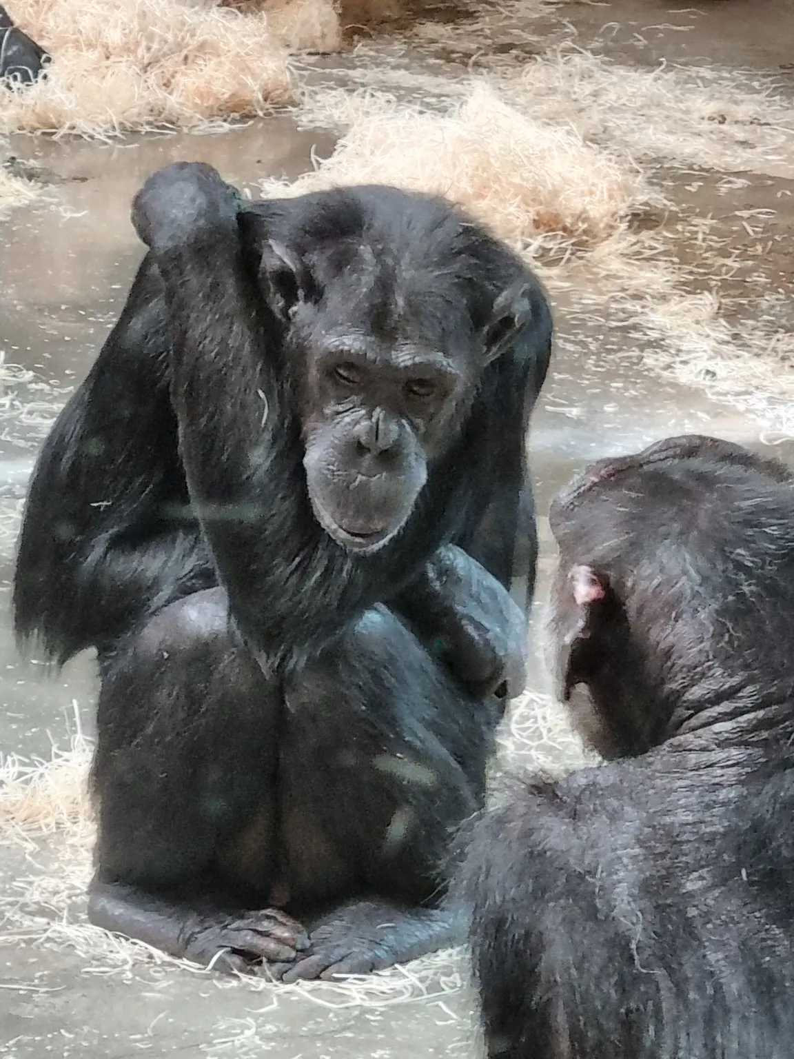 Monkey World