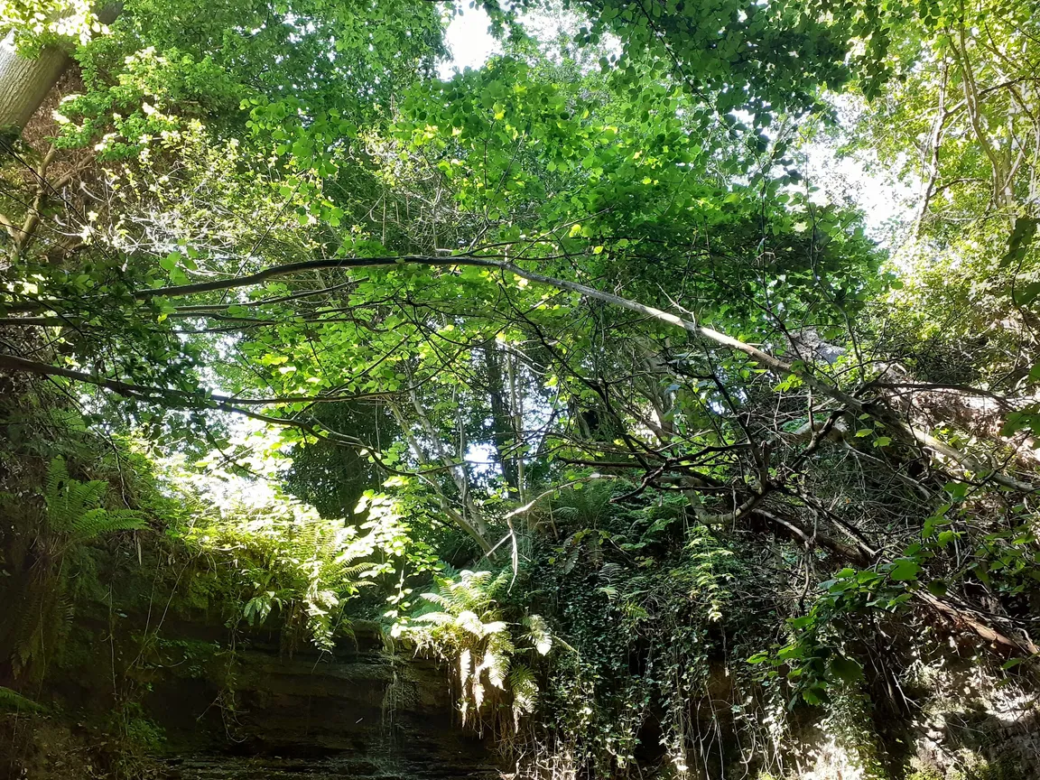 Old Roar Gill