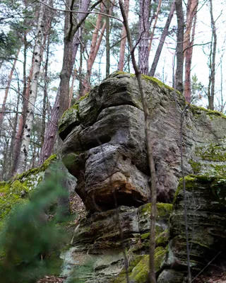 Rezerwat przyrody Skały pod Adamowem