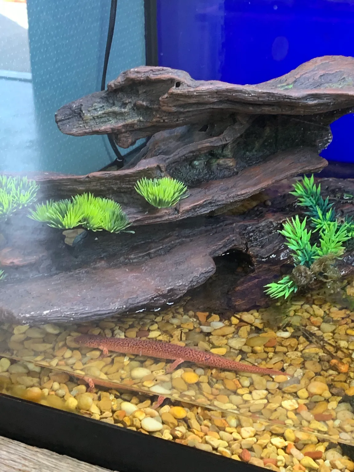 Swain County Aquarium