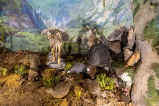 Muzeum Historii Naturalnej Słowenii