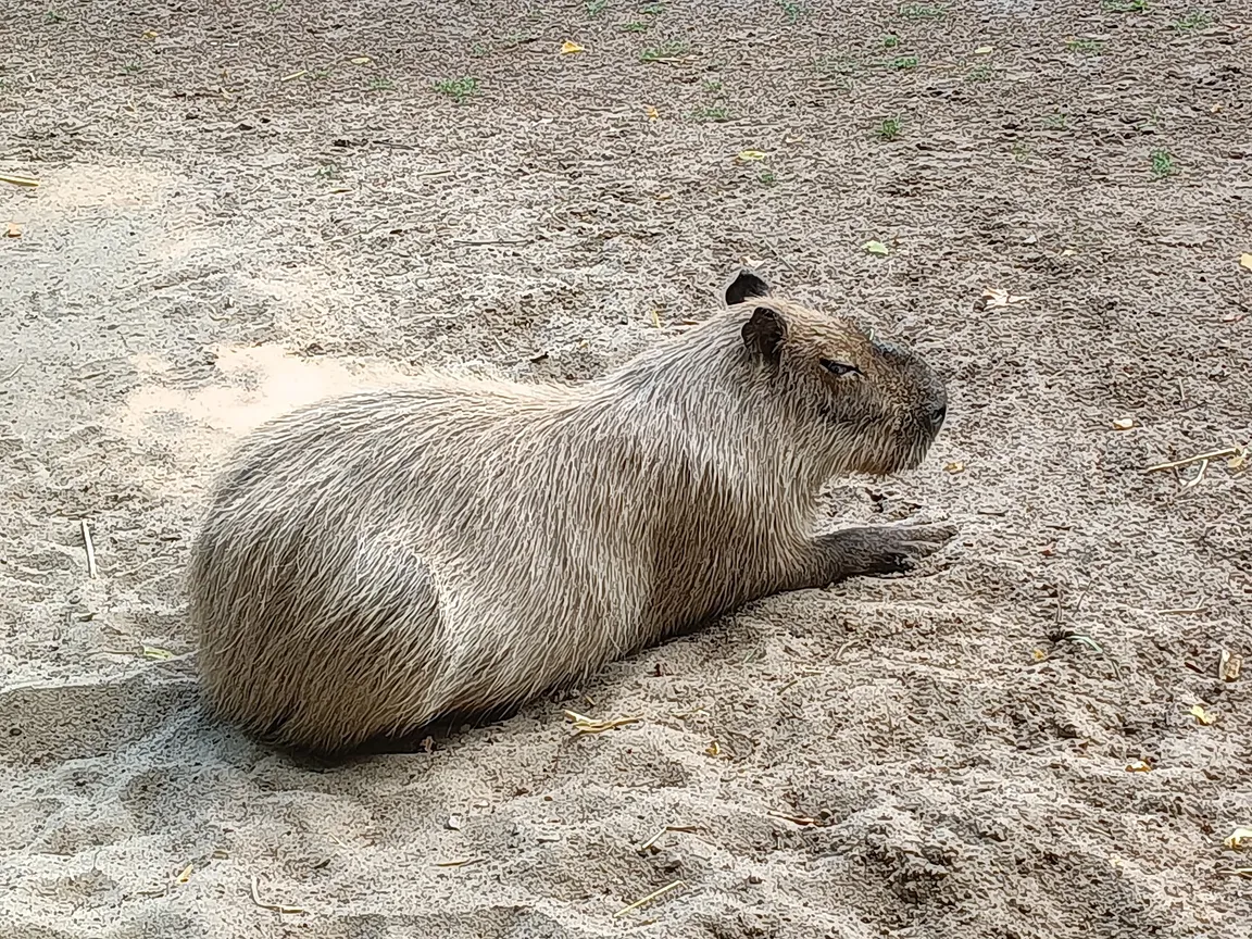 Ogród Zoologiczny w Bydgoszczy