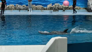 Dolphin Show