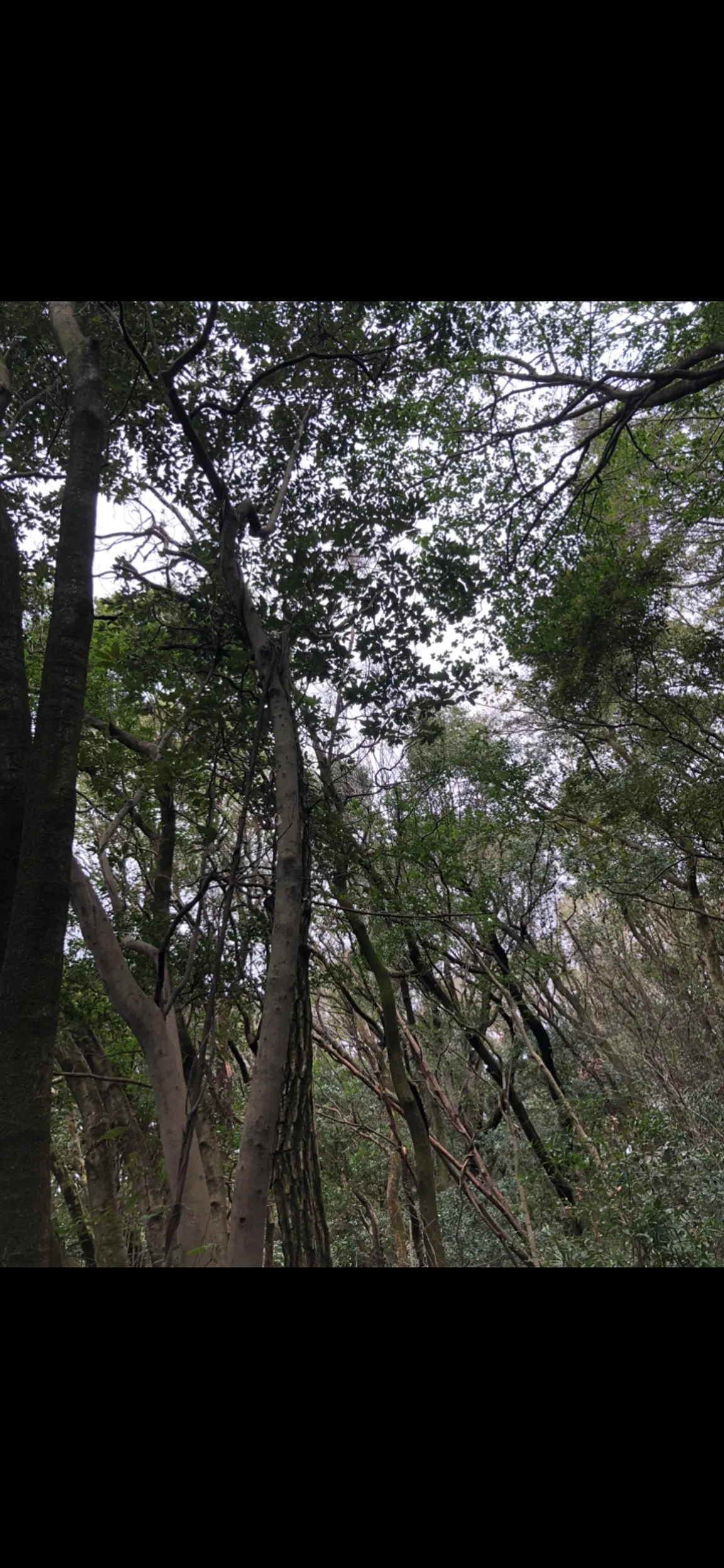 鴻巣山遊歩道