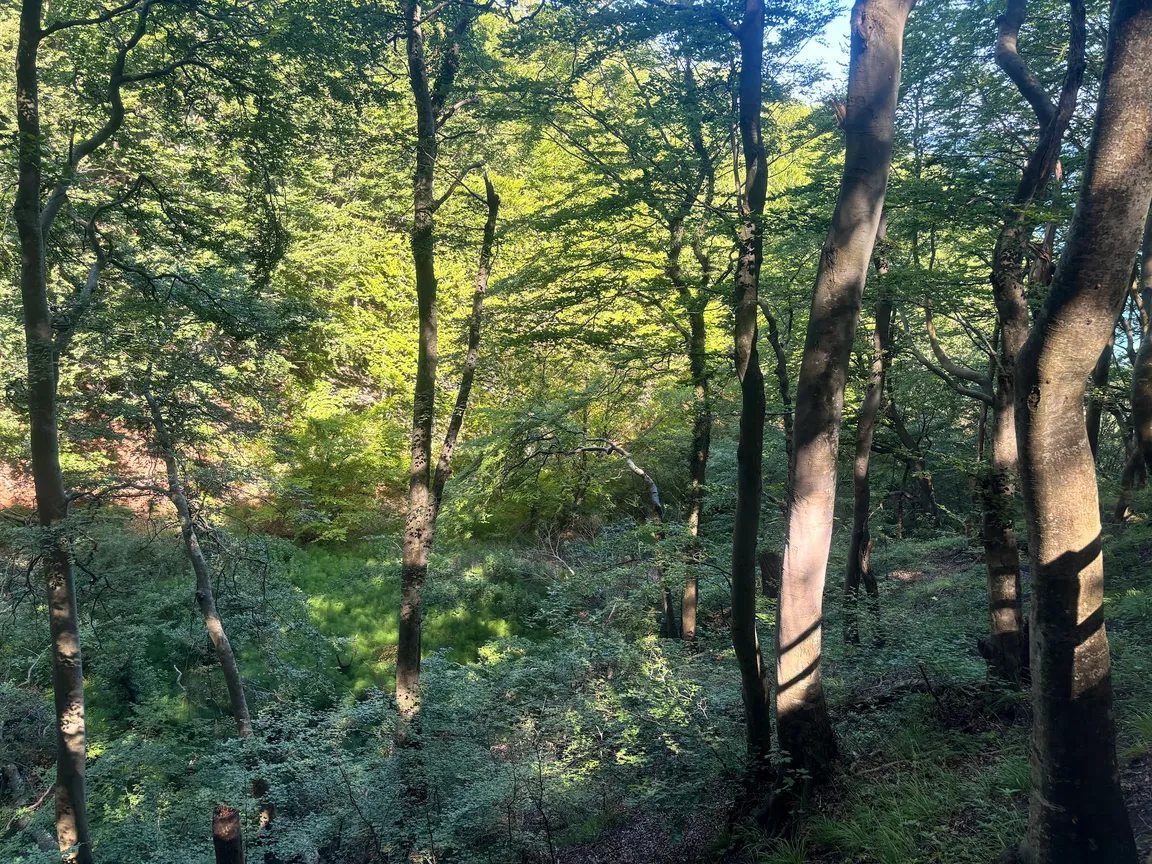 Møns Klint