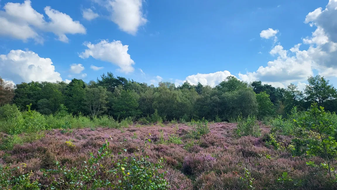 Snelsmore Common Country Park