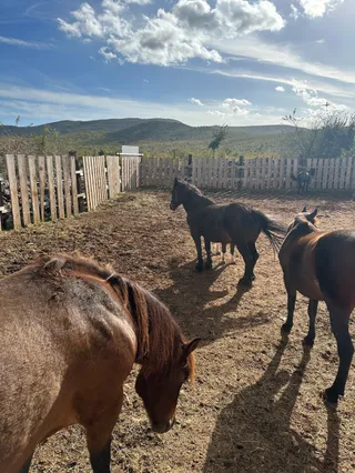 Ranch Horse Family