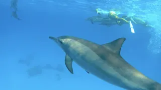 Dolphin and Yoga Retreat