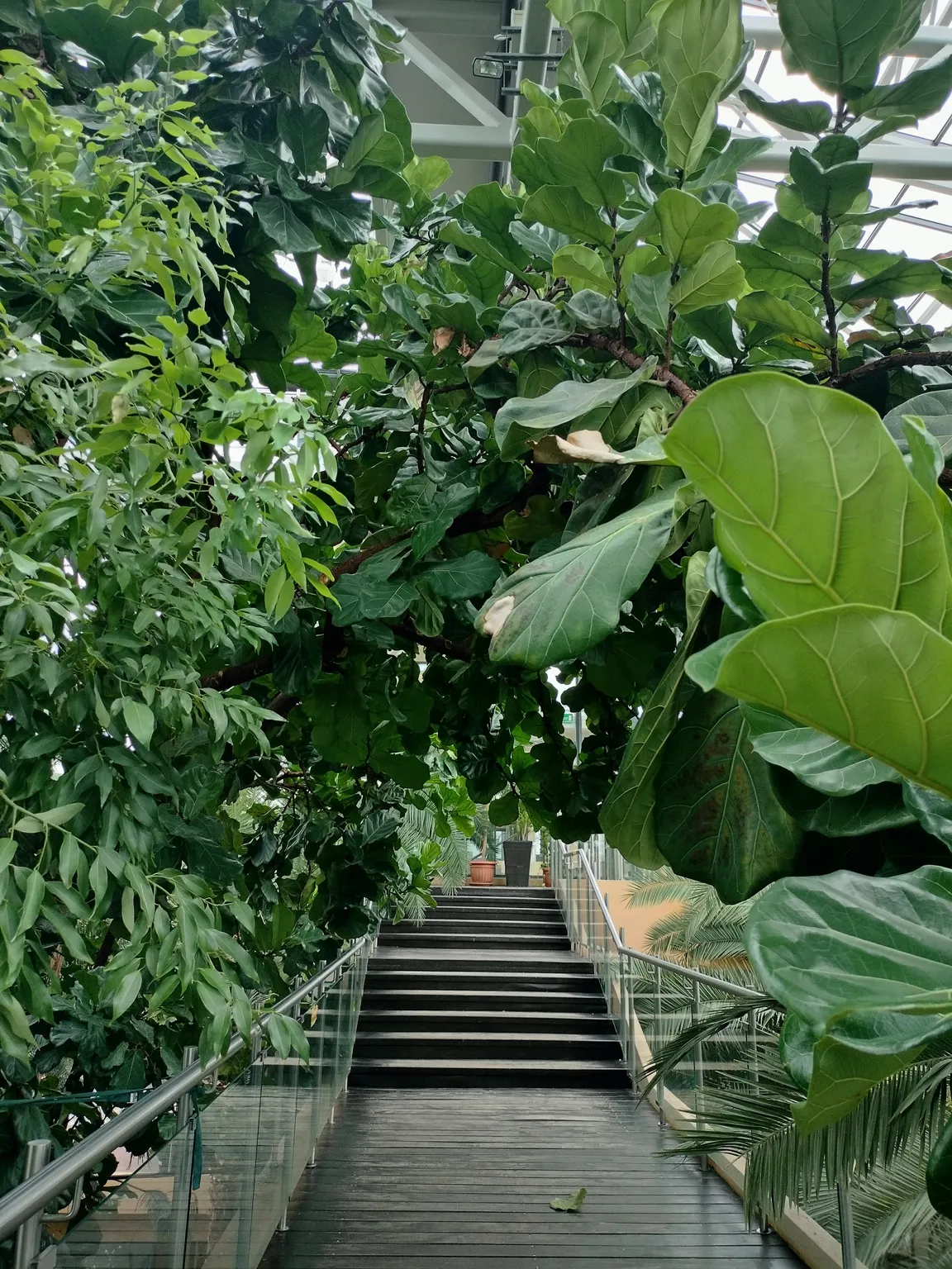 Restauracja Palmiarnia