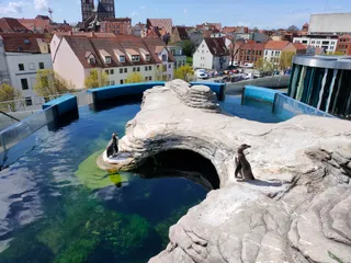 Ozeaneum w Stralsundzie