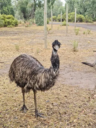 Bundoora Park Farm