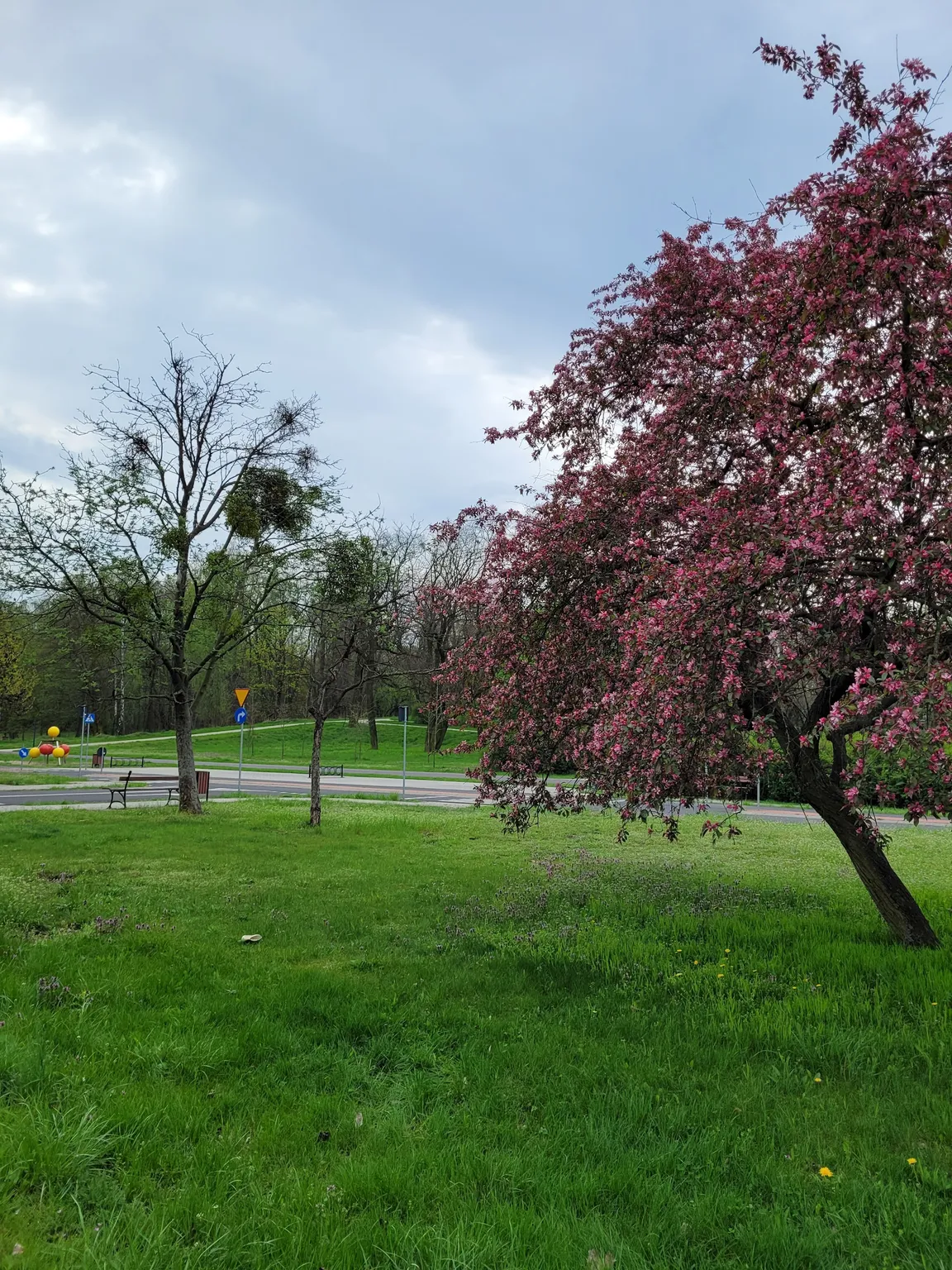 Park Tysiąclecia