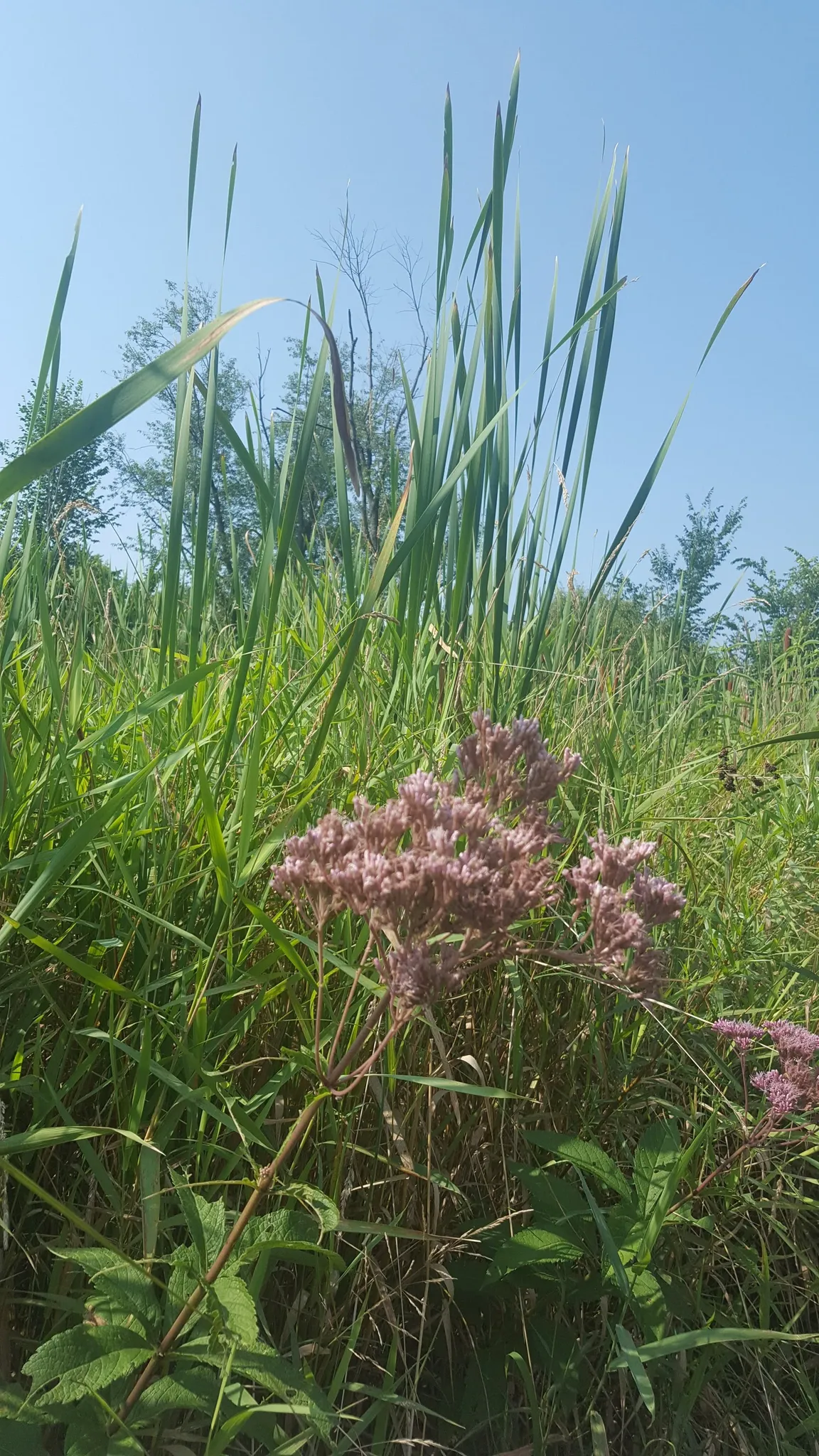 Pratts Wayne Woods Youth Group Campsite