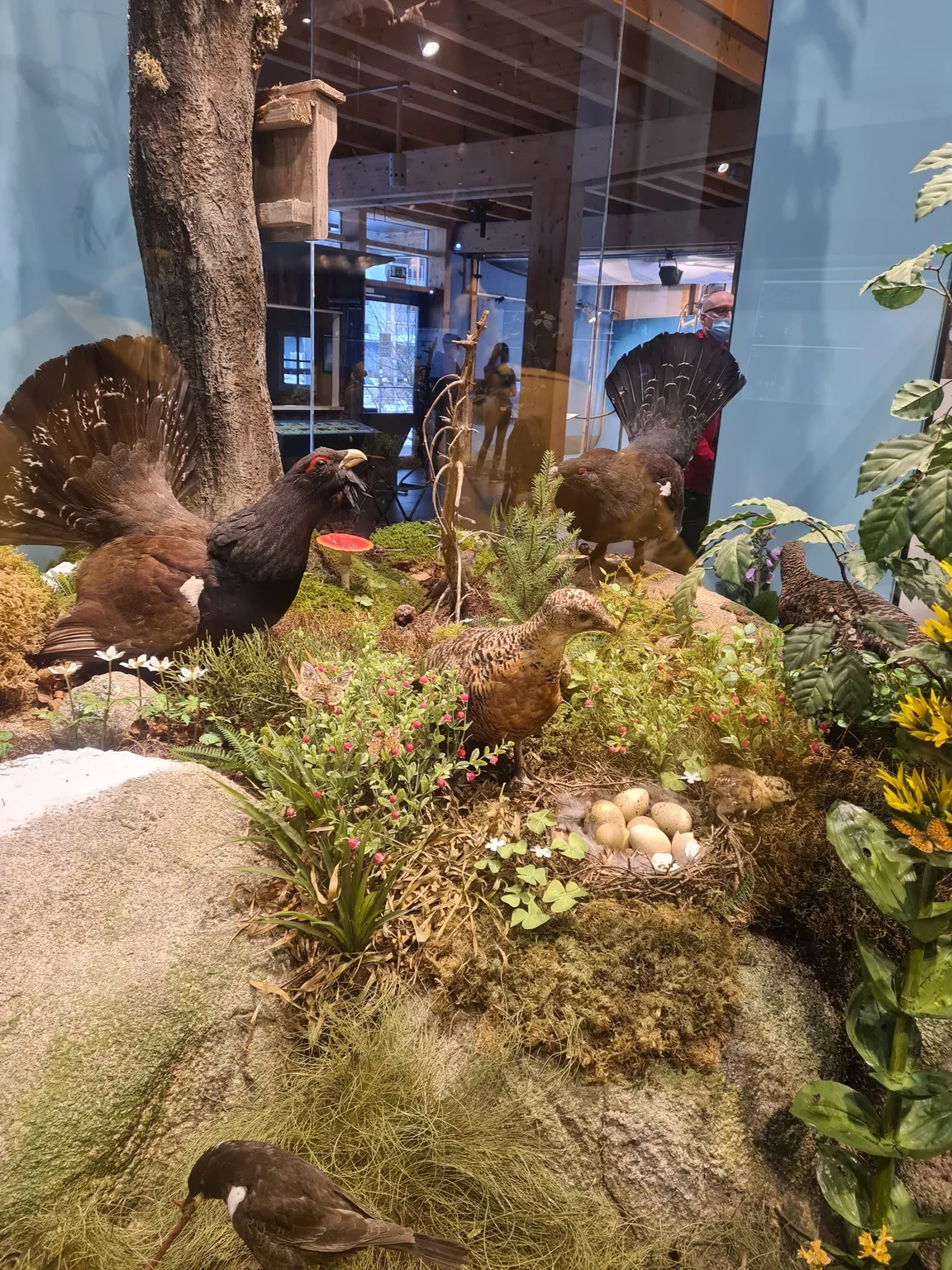 House of Nature Feldberg