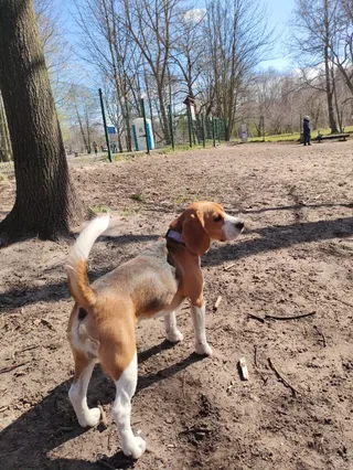 Wybieg dla psow