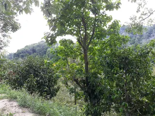 Panoramic View Samui