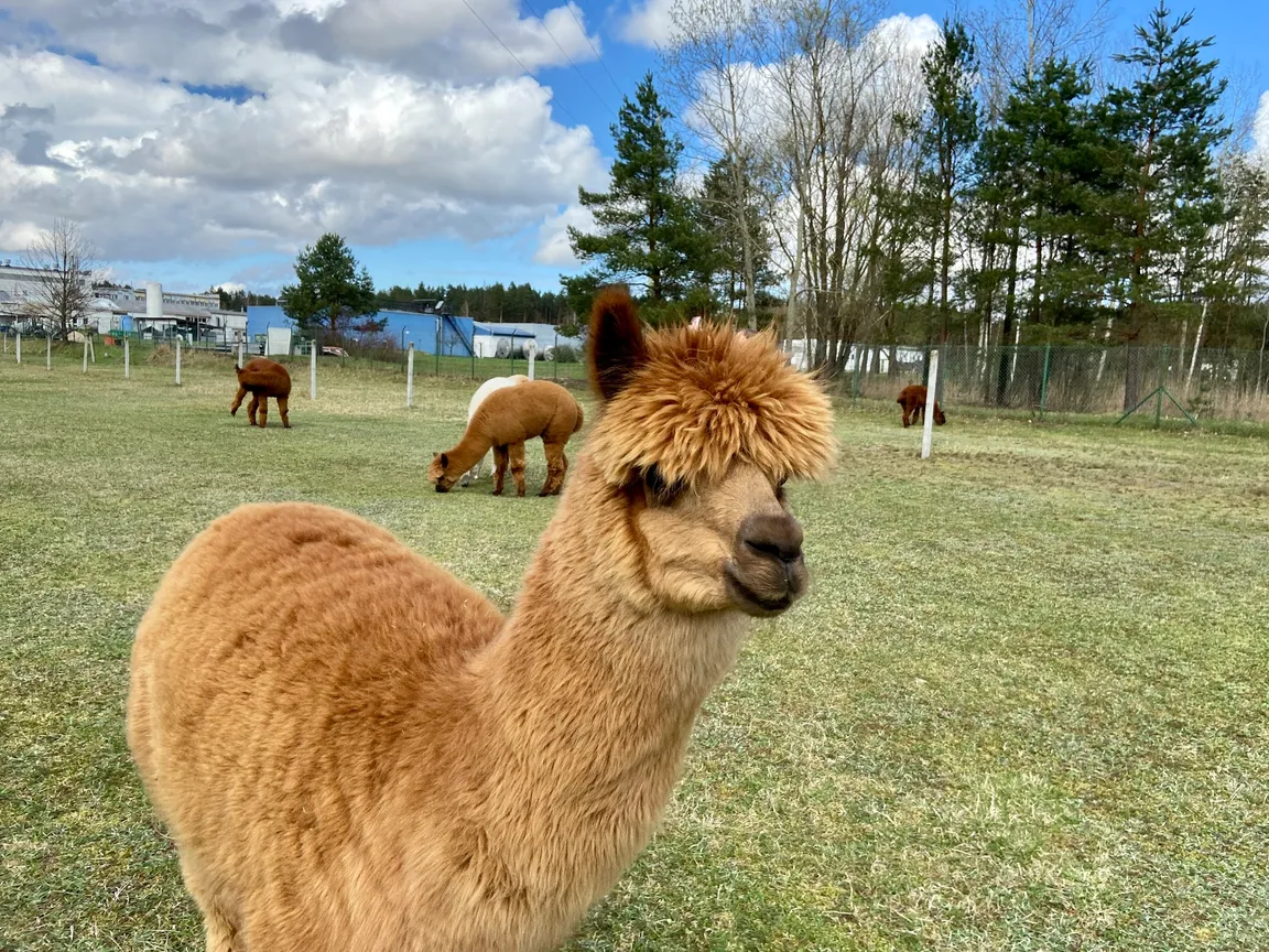 To nie lama - hodowla alpak