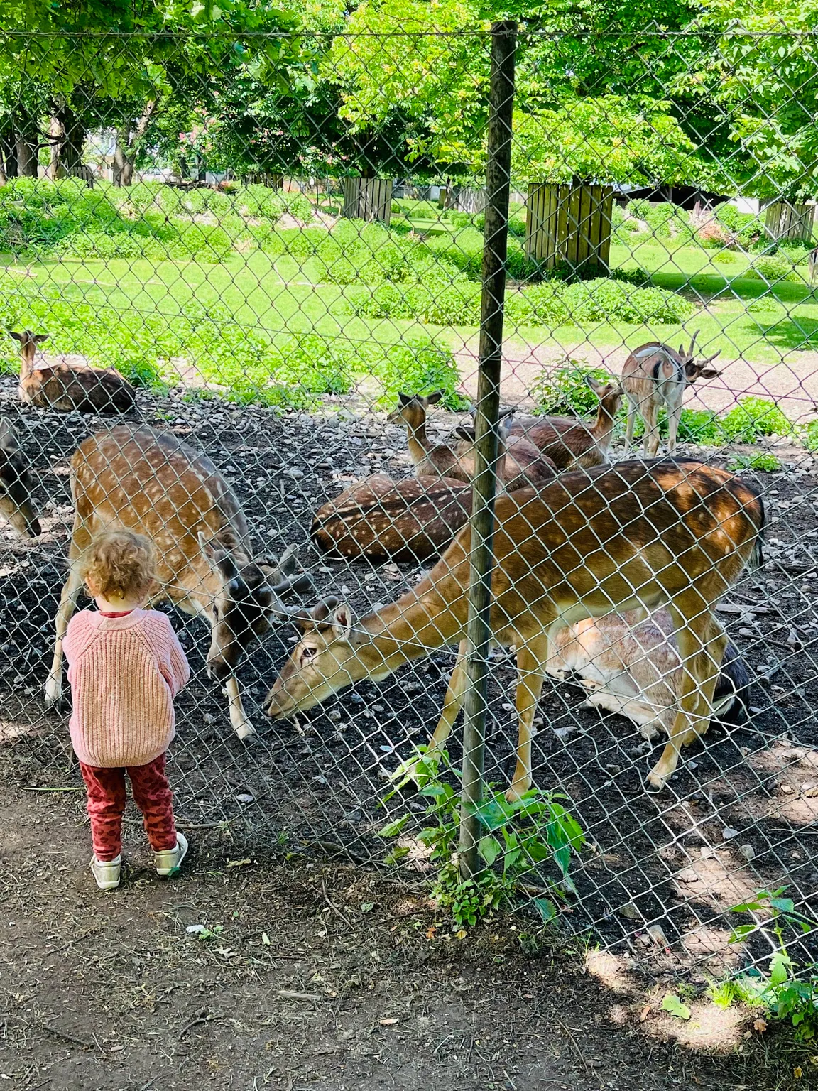 Hirschgarten