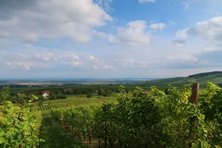 Retour vers Kintzheim depuis Riquewihr côté ouest
