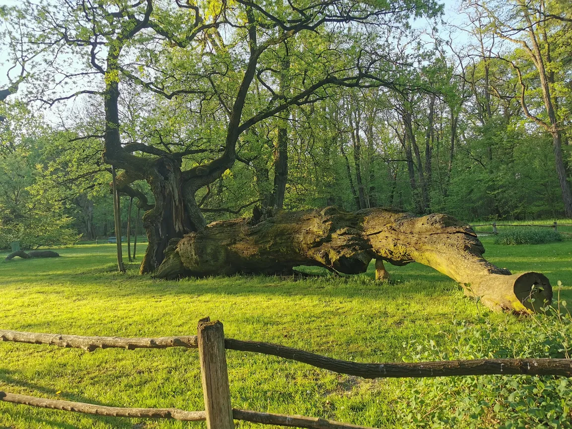 Rogaliński Park Krajobrazowy