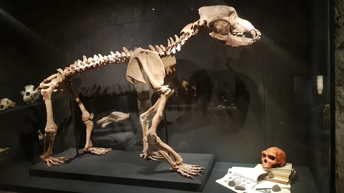 Natural History Museum St. Gallen