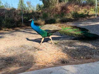 Horizons Kangaroo Sanctuary - Camp Ground & Holiday Unit