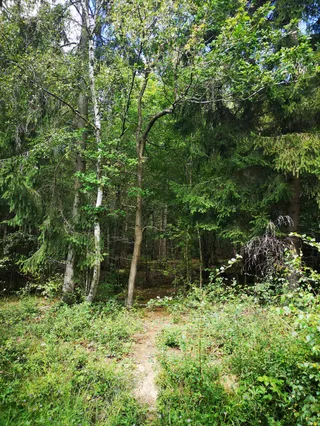 Bernwood Forest